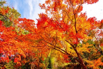 洗竹窓址の紅葉