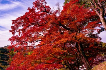 洗竹窓址の紅葉
