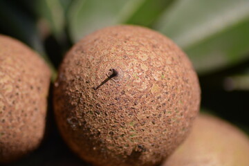 Manilkara zapota, commonly known as sapodilla, sapota, chikoo, chico, naseberry, or nispero, Sawo is a long lived, evergreen tree and sweet fruit.