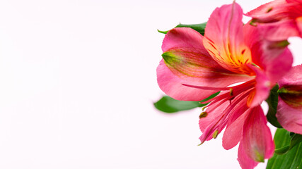 beautiful pink flowers ,soft focus, light pink background