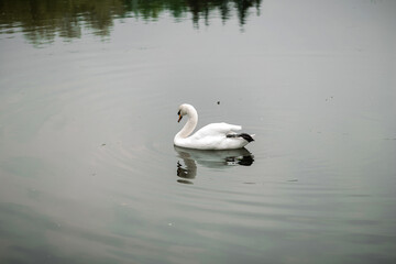 Fototapeta premium White swan on the lake in the park.