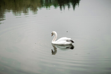 White swan on the lake in the park.