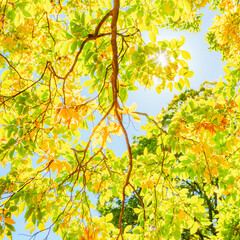 Autumn yellow leaf and sun light