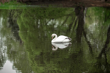 White swan on the lake in the park.