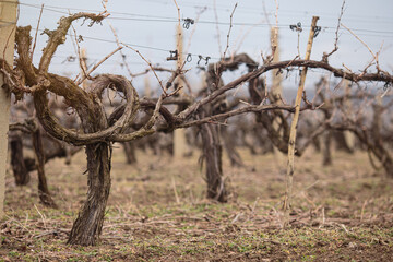 Budding vineyards in Moldova. Preparing for new season