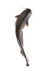catfish fish weighing 7 kg isolated on white background