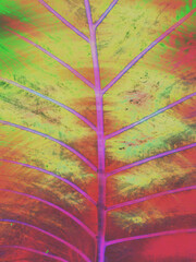 Abstract Macro Illustrations of Plant Life