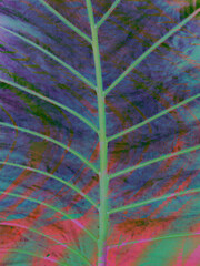 Abstract Macro Illustrations of Plant Life