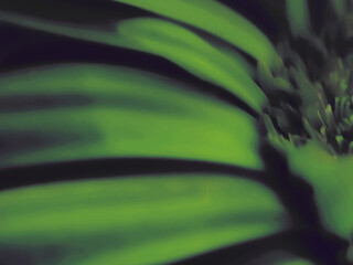 Abstract Macro Illustrations of Plant Life