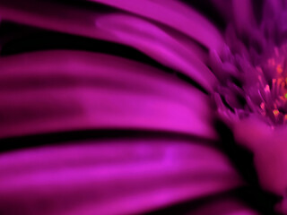 Abstract Macro Illustrations of Plant Life