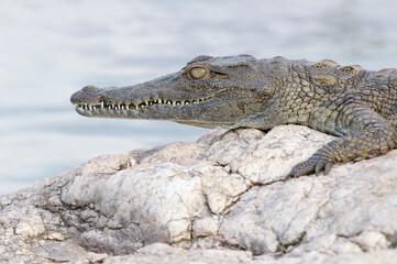 Nile Crocodile
