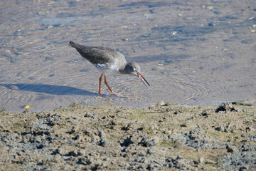 Greenshank feeding on the salt marshes Isla Cristina Spain.