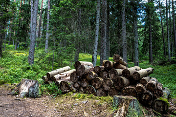sawn logs in a green forest are stacked one on one, next to a stump, moss, chips, not a lot of sky