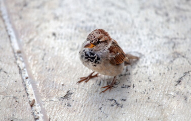 Sperling Spatz 
