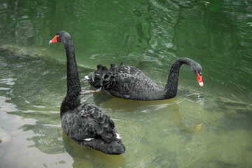 Black swans on the green grass in the park