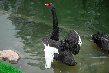 Black swan on the green grass in the lake