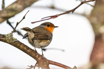 European Robin perched on a tree branch