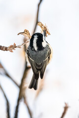 Coal Tit perched on a tree branch