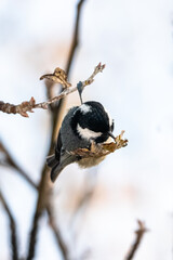 Coal Tit perched on a tree branch