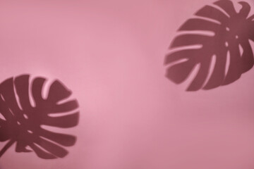 Fototapeta na wymiar Shadows of monstera leaves on pink background