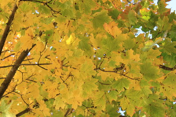 autumn green leaves on the tree in the forest in a fall day