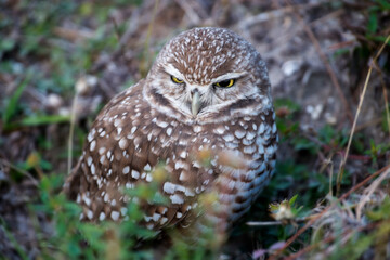 Burrowing owls are so named because they live underground in burrows that have been dug out by small mammals like ground squirrels and prairie dogs