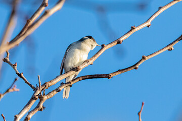 Eurasian Blackcap perched on a tree branch