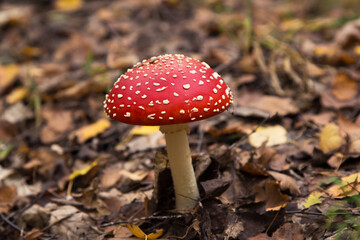 Amanita muscaria mushroom in autumn forest. Bright red Fly agaric wild mushroom in fall dry leaves