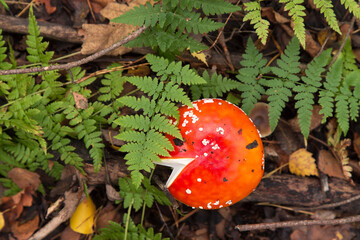 Amanita muscaria in forest top view. Fly agaric wild mushroom in fall nature in green fern leaves. Autumn colors background with copy space