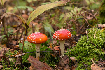 Amanita muscaria wild mushroom in forest. Two Little young Fly agaric mushrooms in fall nature	
