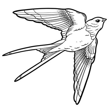 Vector hand drawing of a Swallow