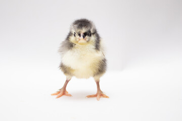 Newborn chicken on white background.