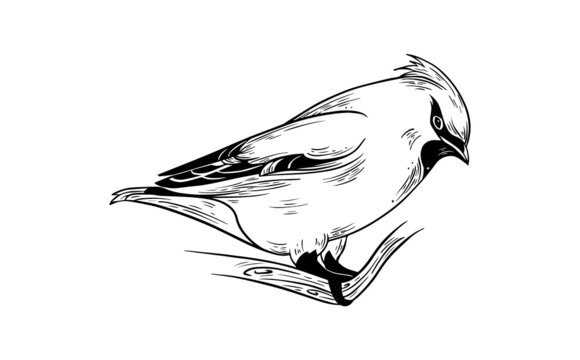 recommend clip art: Waxwing bird beautiful illustration black and white vector 