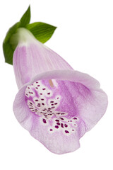 Flower of foxglove closeup, lat. Digitalis, isolated on white background