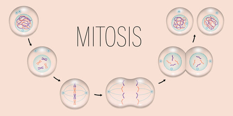 MITOSIS. Prophase, Metaphase, Anaphase, and Telophase. Cell division. - obrazy, fototapety, plakaty