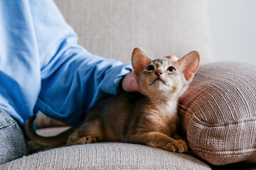 Abyssinian cat at home with her owner sitting on the couch. Beautiful purebred short haired kitten...