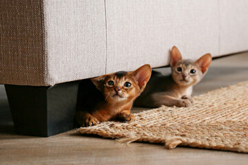 Couple of two months old cute abyssinian kittens together at home, near the beige textile couch. Young beautiful purebred short haired kitties. Close up, copy space, interior background.