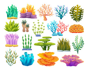 Various types of coral reefs, algae, and seaweed cartoon illustration