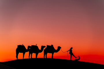 Silhouette Of Camels Against The Sun Rising In The Saraha Desert In Morocco