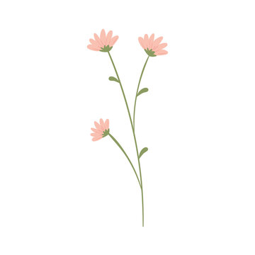 pink flowers stem
