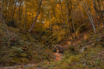 Autumn forest nature. A sunny day in a colorful forest in autumn.
