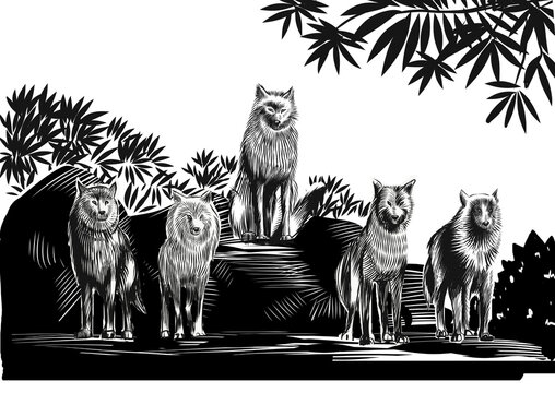Wolves meeting