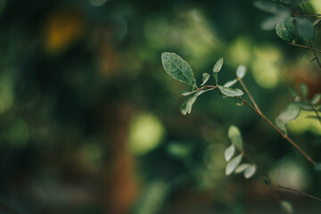 butterfly on a leaf