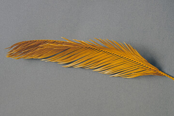 palm branch
