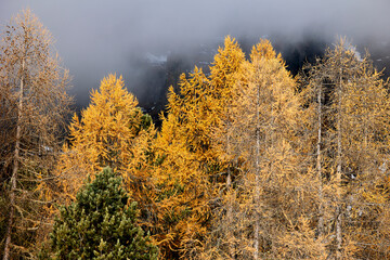 Herbstliche Stimmung - bunte Bäume im Nebel