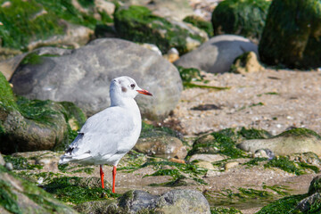 black headed gull on rocks at the beach