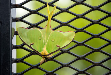 The luna moth is a beauty behond description - obrazy, fototapety, plakaty