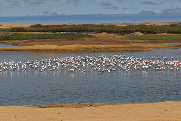 Flamingos bei Walfishbay