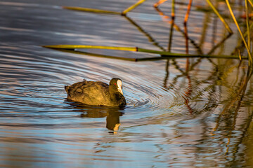 Bird swimming in water lake