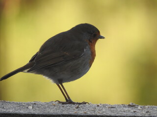 oiseau